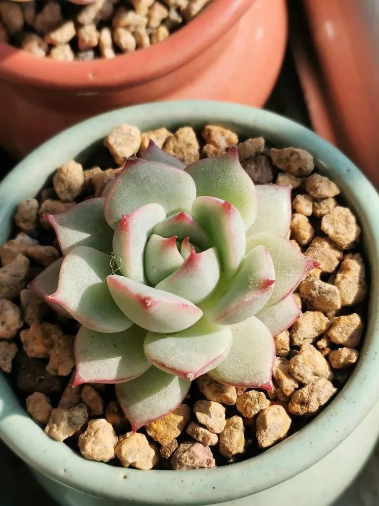 适合北方阳台党养的多肉,适合养在北阳台的多肉