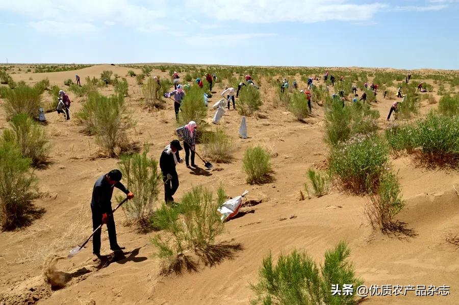 沙漠植物药用价值,沙漠濒危药用植物