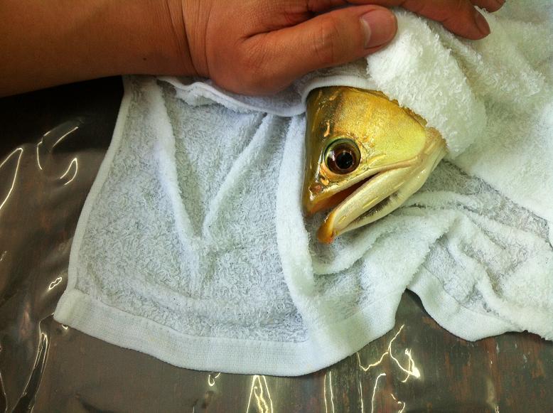 金龙鱼鱼尾受伤，龙须折断，主人为它做整形手术