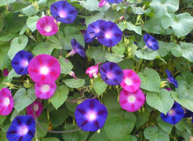 植物都有哪些奇妙之处,植物的奇特现象有哪些