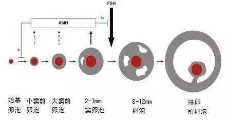 卵巢储备功能下降怎么办能治好吗,卵巢储备功能减退共识
