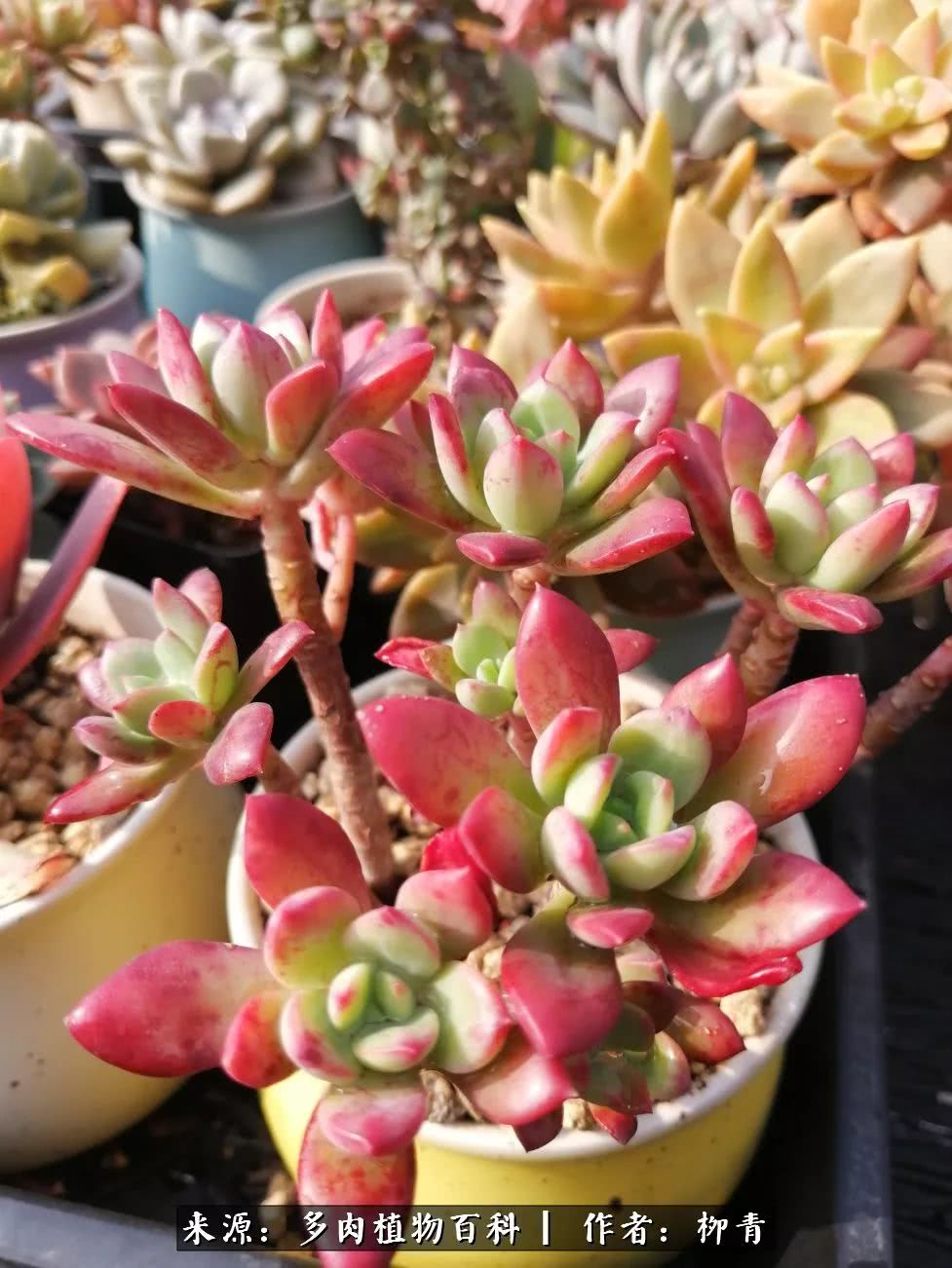 从入卡坑一个月到入卡坑三年,从入坑到现在所有品种开花图