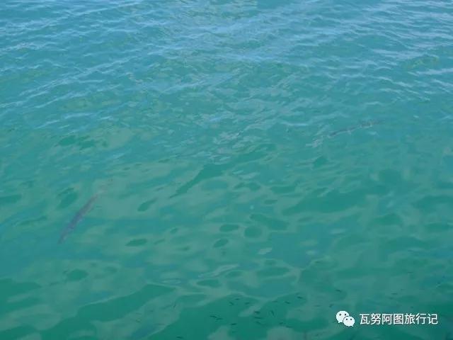 瓦努阿图森林物资,瓦努阿图有没人的原始森林么