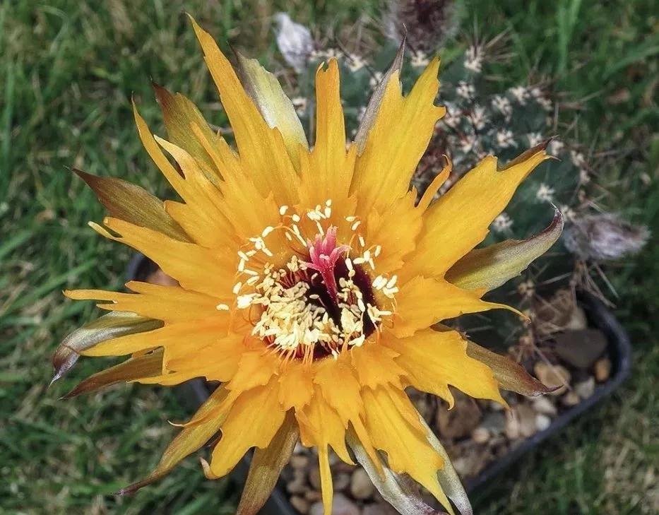 100种仙人球花图片,100种仙人球的品种视频