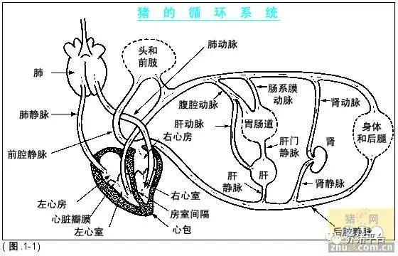 百病从肝治？技术老师给你最最实用的猪场保肝方案