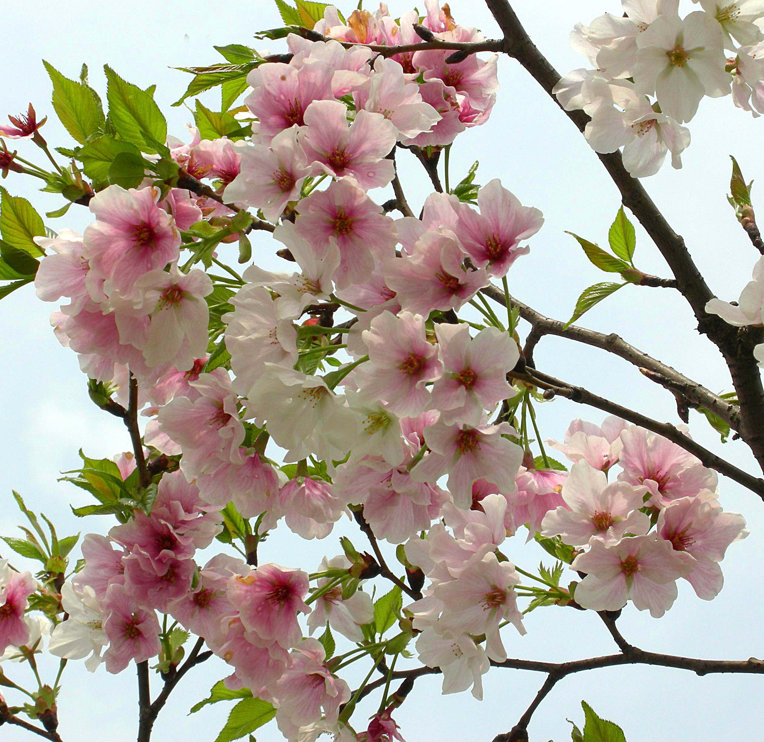 一年一度的樱花大赏,一年一度赏樱花季节又到了