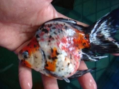 「小毳谈」金鱼身体充血的应对方法