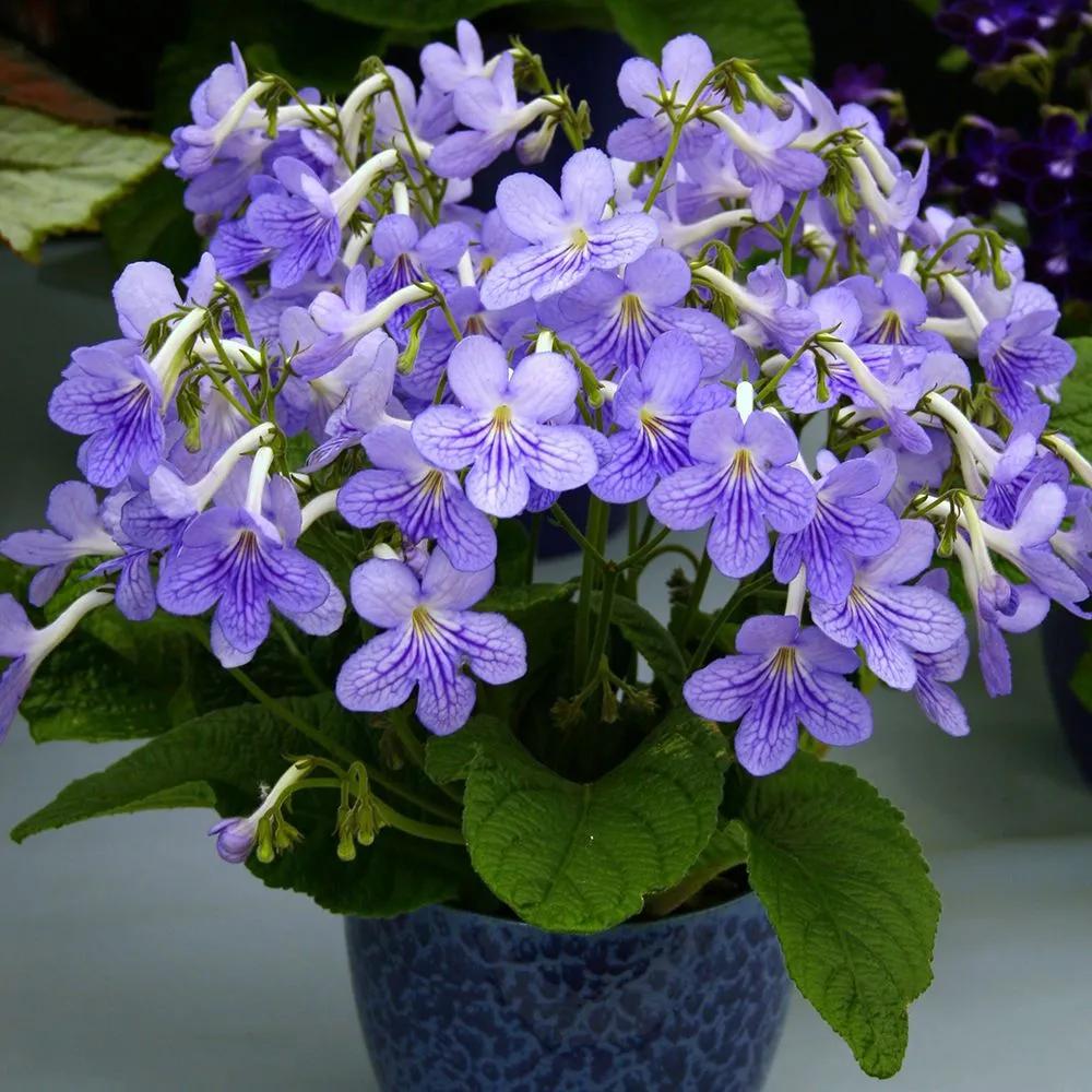 这43个来自世界各地的新品种，快来看看有没有你的菜