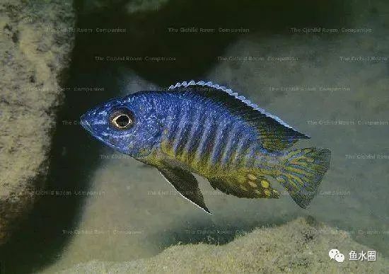 三湖慈鲷马鲷孔雀鱼多久发色,三湖慈鲷鱼之马鲷鱼