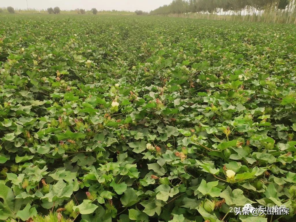 棉花长势弱怎么管理,棉花徒长
