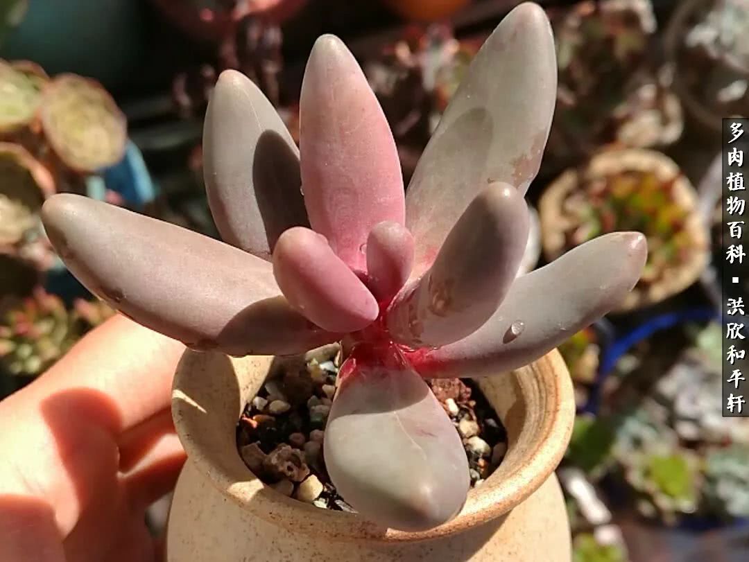 多肉的四季轮回,四季轮回多肉