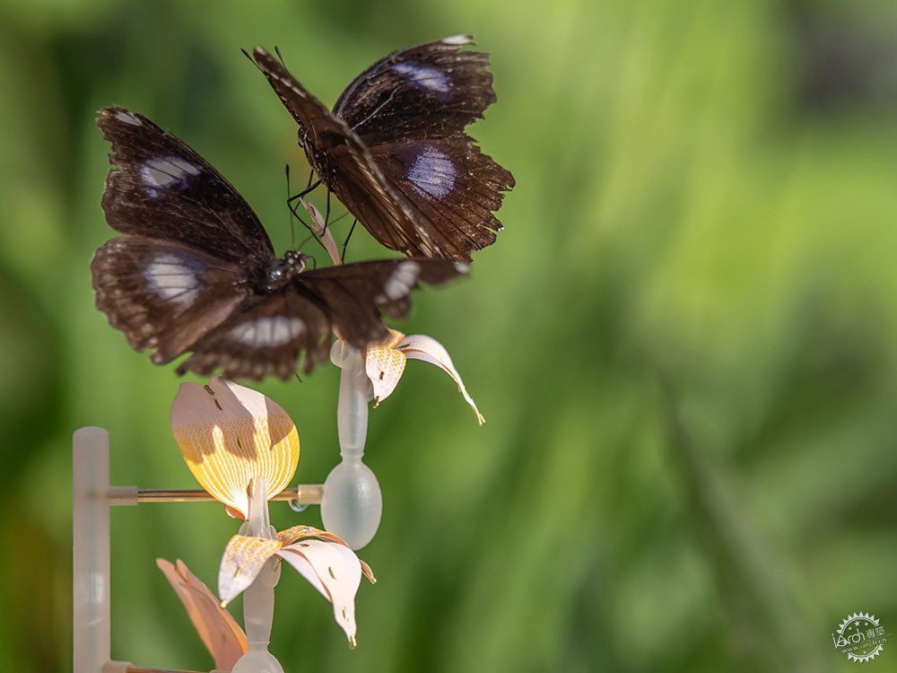 面对城市里日益减少的昆虫,设计师能做些什么?