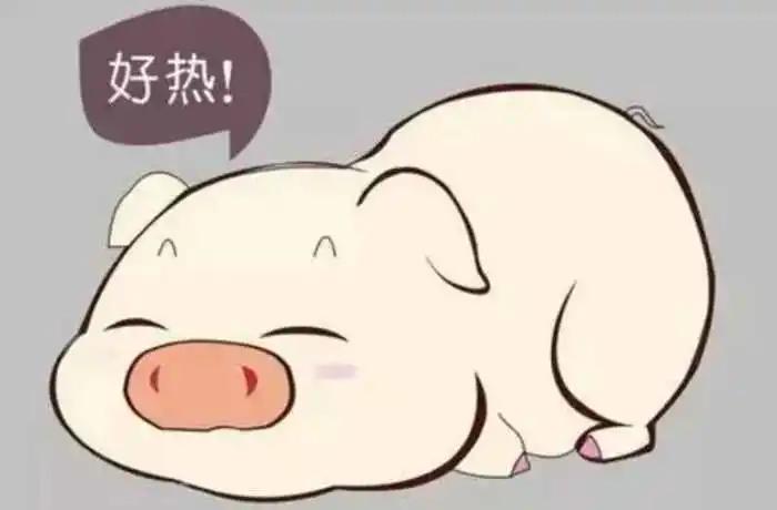 夏天高温猪中暑怎么治疗,养殖场猪严重中暑