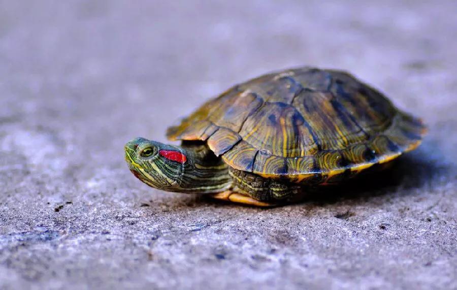 乌龟风水学说法大全图解,乌龟风水学说法