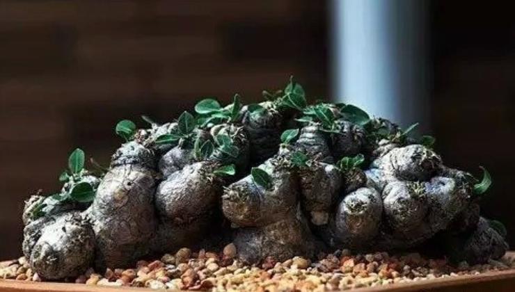 现在的天价多肉,多肉的由来和来历