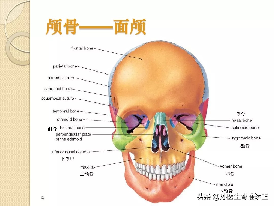 人体解剖学骨骼学思维导图,人体骨骼解剖学纪录片