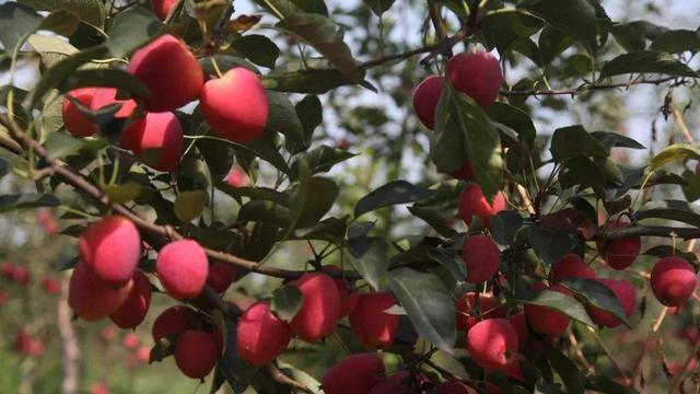 一斤苹果卖15元,种植的苹果能卖多少钱一斤