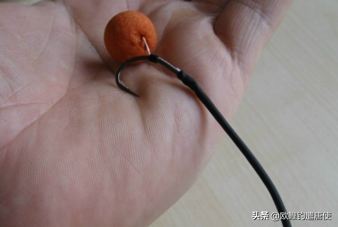 欧鲤钓适合中国吗,欧鲤钓入门