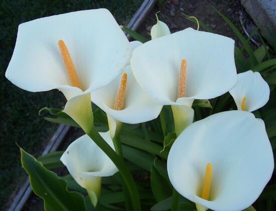 马蹄莲是土培还是水培,马蹄莲水培还是土培好养