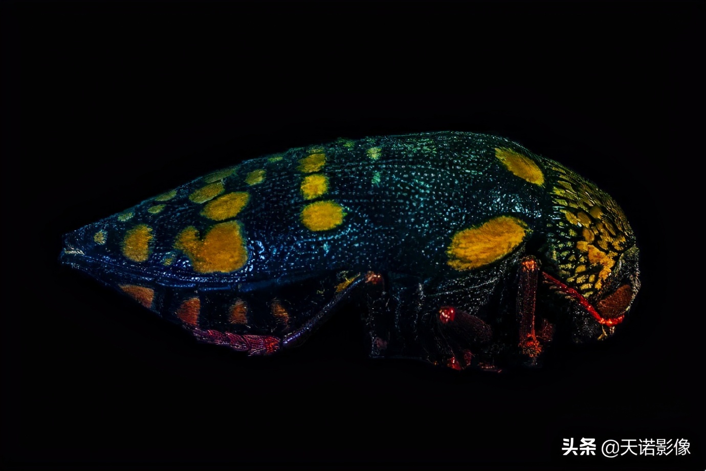 徕卡相机sl2与sl2s哪个更好,极致相机最新版