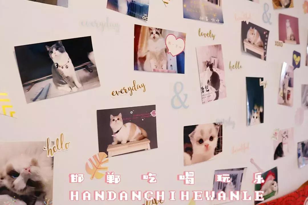 软萌暴击!邯郸这家高颜值猫咖上线,“吸猫”终于提上日程!