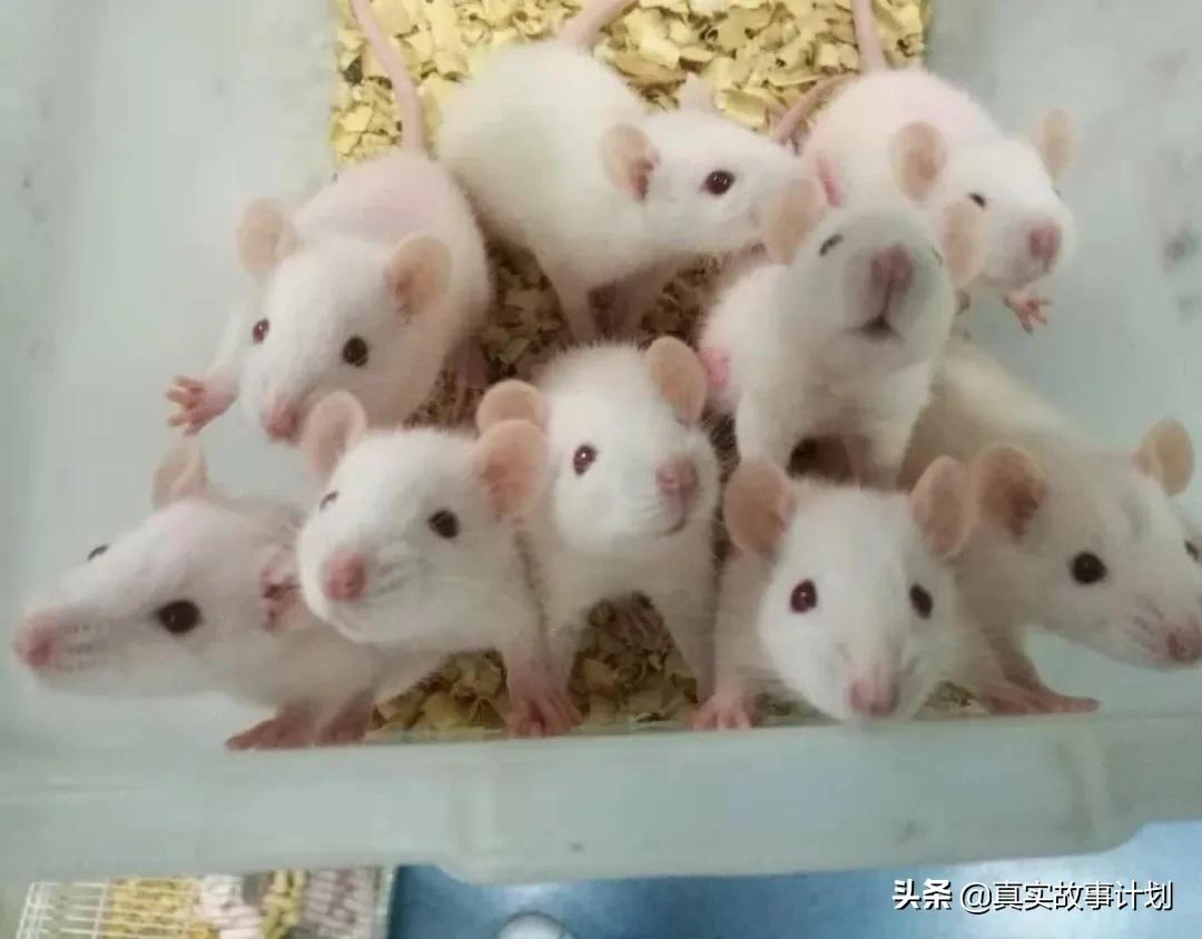 学医收入4500,学医八年毕业能挣多少