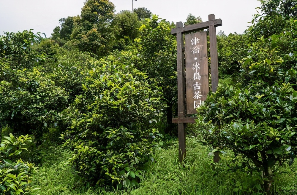 云南普洱茶十大名茶排名一览表,云南普洱茶十大名茶排行榜
