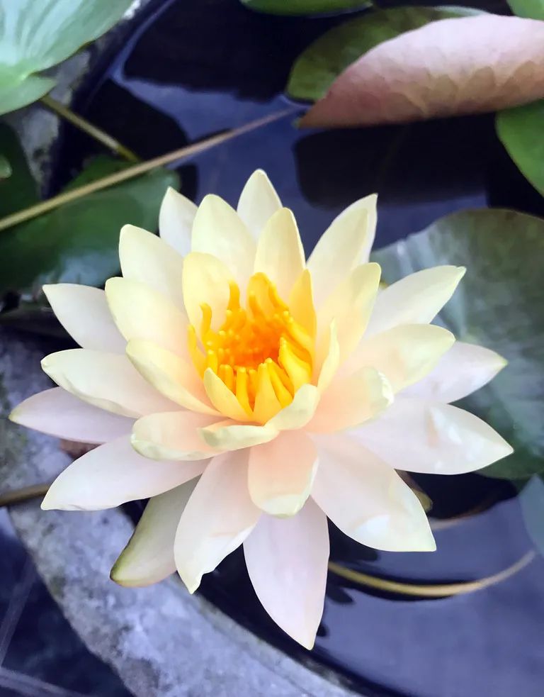 睡莲的生长过程资料,睡莲的生长变化过程