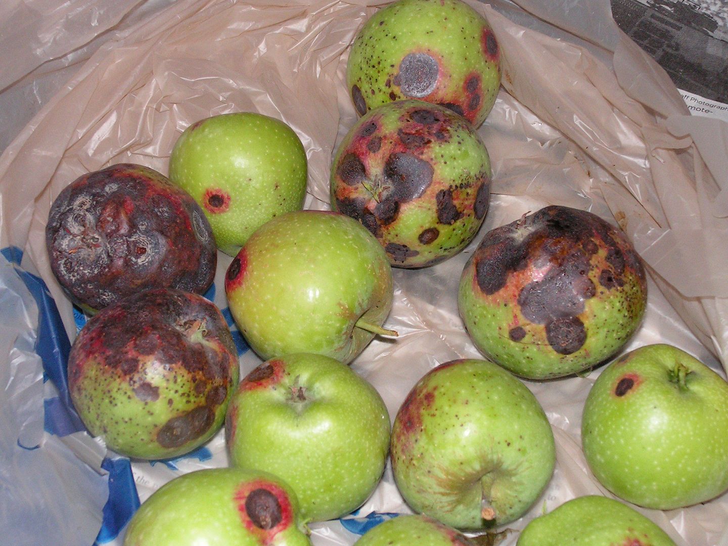 苹果拍照有黑斑最简单的修复方法,苹果成熟期黑斑和红点是什么原因