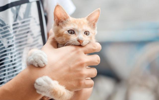 1000买猫，6000医，当你准备养猫时，坑就已经挖好了