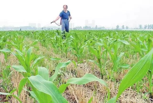 玉米苗期病虫害的防治,玉米苗期病虫害图片