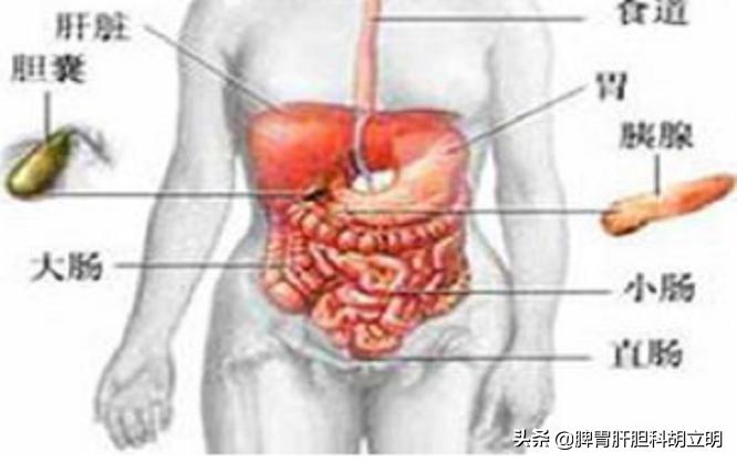 为什么会得胆结石如何预防胆结石,胆结石为什么会发作