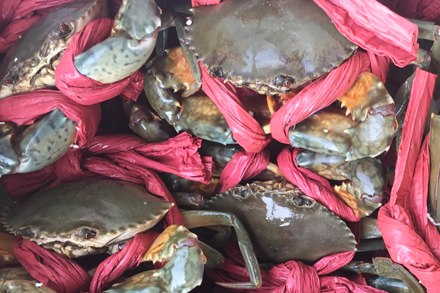 青蟹老蟹和新蟹哪个好吃,青蟹和膏蟹的区别在哪里