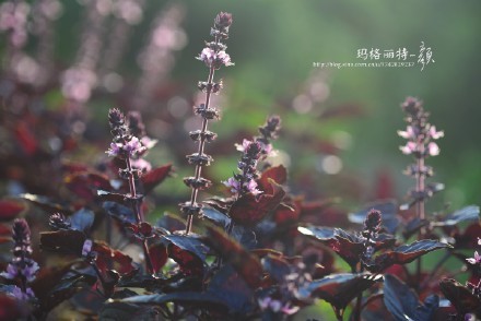 西餐常用的十三种香草介绍大全,西餐中常用的15种香料和香草