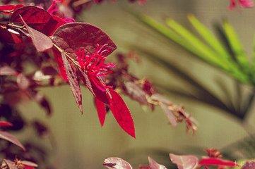 红花檵木容易生什么病害,红花檵木病虫害怎么治