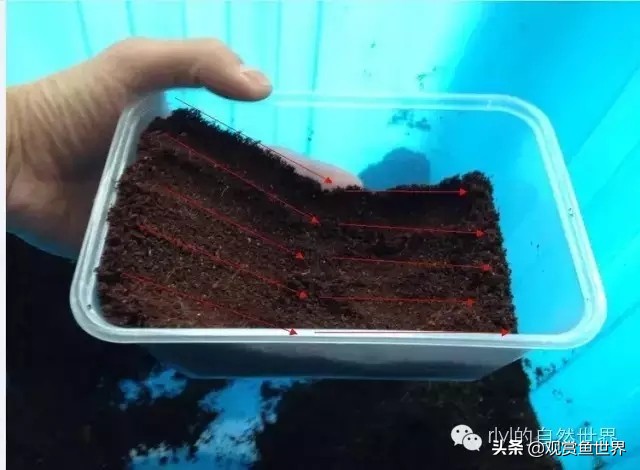 守宫最佳繁殖方法,守宫小技巧