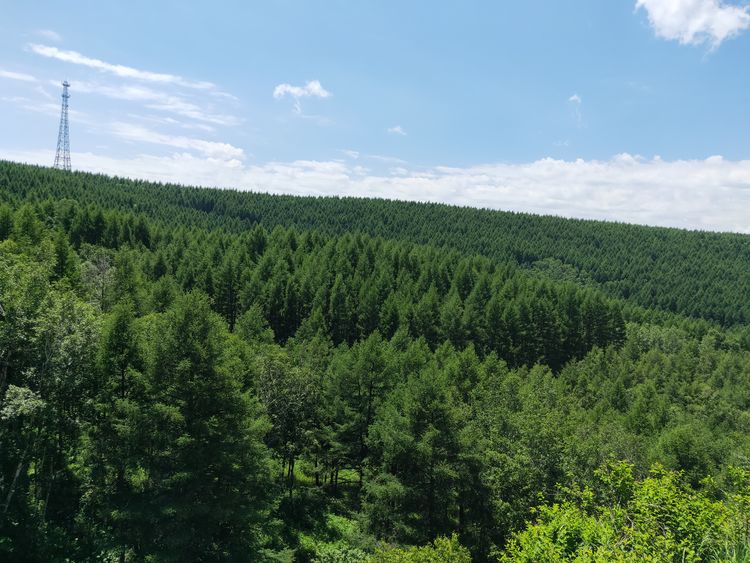 美丽的高岭塞罕坝,美丽的高岭朗诵