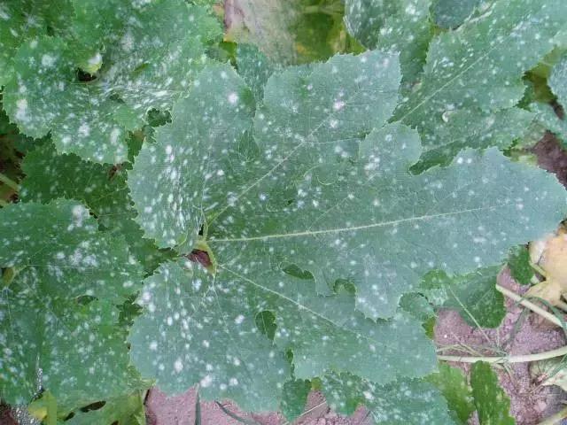 白芨病害及防治,白粉病发病规律防治措施