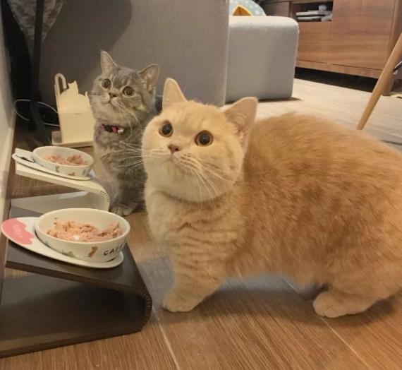 养猫的四个好处养了就是人生赢家,养猫的12个好处养过的人才懂