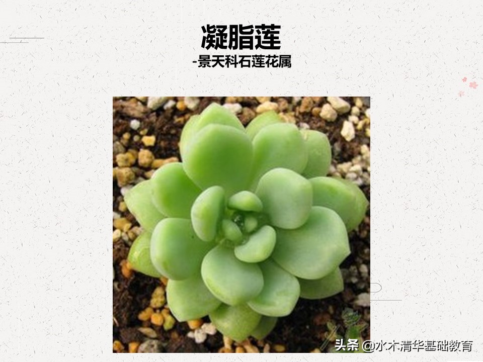 梦幻女王多肉植物百科图谱,原产地多肉植物图谱pdf