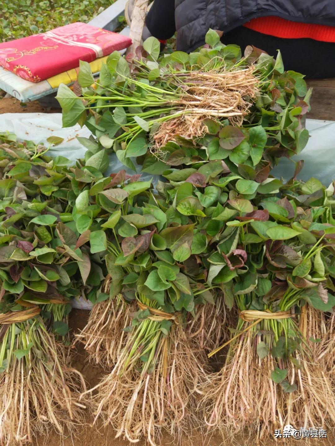 地瓜干酒属于什么档次,地瓜干酒好喝吗真实测评