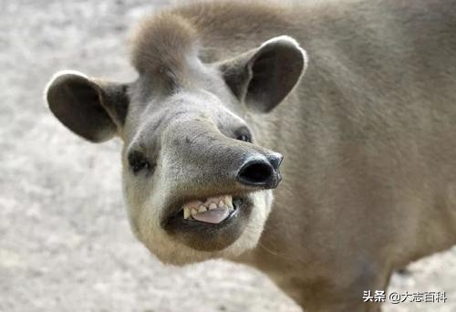 食梦貘是神兽吗,食梦兽是什么动物