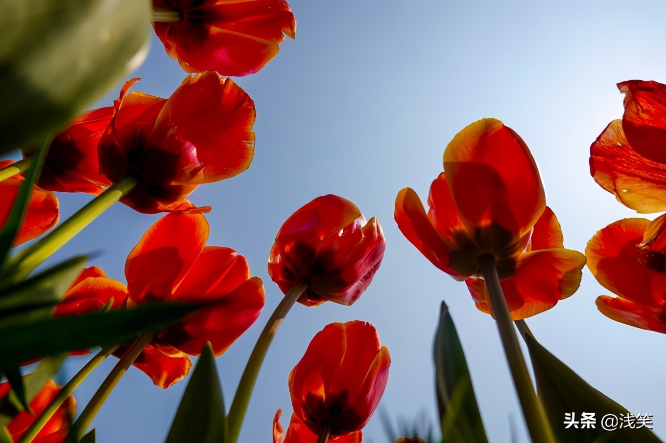 芬芳之人方能遇到芬芳之心，郁金香开成了荷兰花海