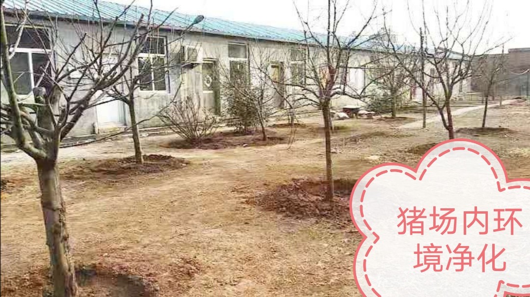 生猪养殖保障措施,猪养殖下阶段工作重点