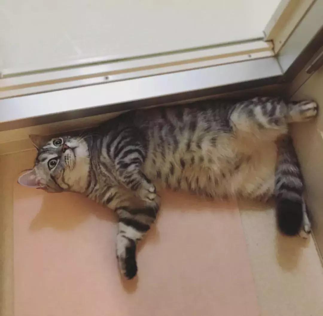 为什么这“一块板子”成了小红书、淘宝爆款?