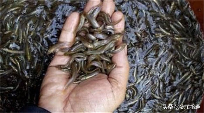 塘头价低至5元，卖一塘亏一塘，继续养更亏，市场却12元一斤