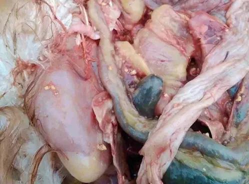 输卵管炎对蛋鸡有什么影响,蛋鸡输卵管炎药上午喂还是下午