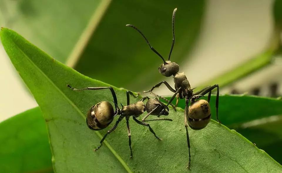 兰花有蚂蚁要消灭吗,如何治兰花盆中的蚂蚁