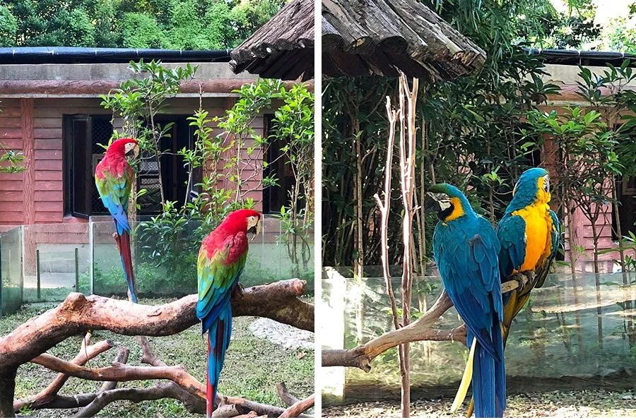 上海动物园打卡攻略,上海野生动物园的旅游路线示意图