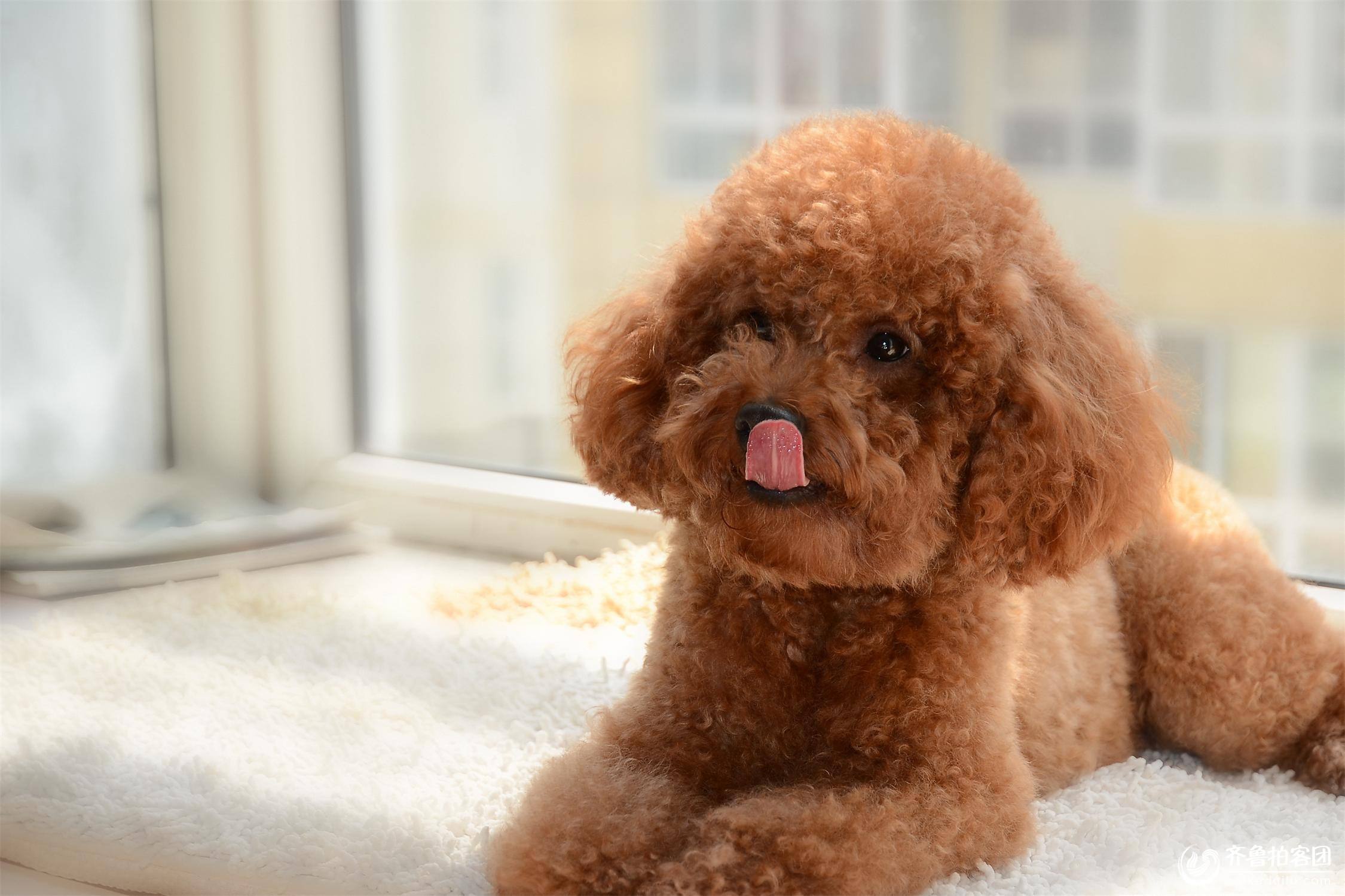 泰迪舔这几个地方是告诉你，有事要发生了